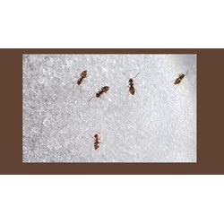 Cách đuổi và ngăn chặn kiến bu vào lọ đường đơn giản