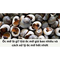 Ốc mỡ là gì? Giá ốc mỡ giá bao nhiêu và cách xử lý ốc mỡ hết nhớt