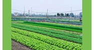 Đất đấu thầu của xã được pháp luật quy định như thế nào?