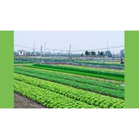 Đất đấu thầu của xã được pháp luật quy định như thế nào?