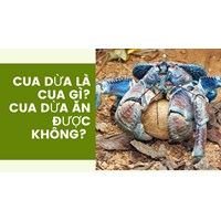 Cua dừa là cua gì? Cua dừa ăn được không?