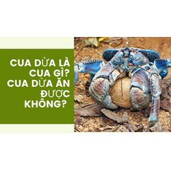 Cua dừa là cua gì? Cua dừa ăn được không?