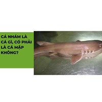 Cá nhám là cá gì, có phải là cá mập không?