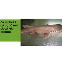Cá nhám là cá gì, có phải là cá mập không?