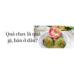 Quả chay là quả gì, bán ở đâu?