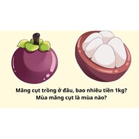Măng cụt trồng ở đâu, bao nhiêu tiền 1kg? Mùa măng cụt là mùa nào?