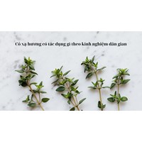 Cỏ xạ hương có tác dụng gì theo kinh nghiệm dân gian