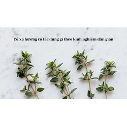 Cỏ xạ hương có tác dụng gì theo kinh nghiệm dân gian