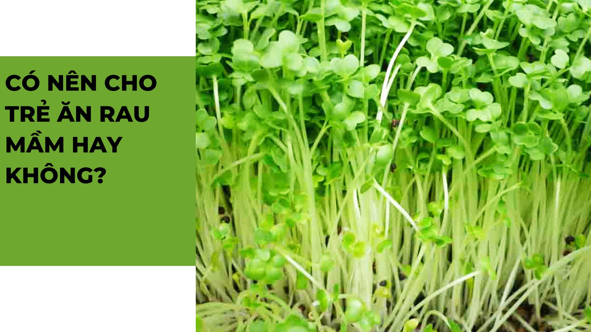 Có nên cho trẻ ăn rau mầm hay không?