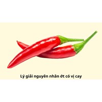 Lý giải nguyên nhân ớt có vị cay