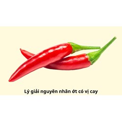Lý giải nguyên nhân ớt có vị cay