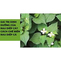 Giá trị dinh dưỡng của rau diếp cá? Cách chế biến rau diếp cá