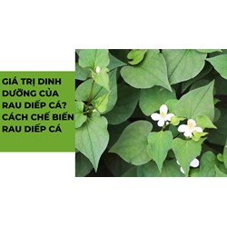 Giá trị dinh dưỡng của rau diếp cá? Cách chế biến rau diếp cá