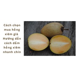 Cách chọn mua hồng xiêm già và hướng dẫn cách dấm hồng xiêm nhanh chín