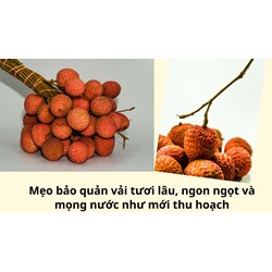 Mẹo bảo quản vải tươi lâu, ngon ngọt và mọng nước như mới thu hoạch
