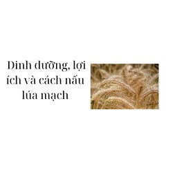 Dinh dưỡng, lợi ích và cách nấu lúa mạch