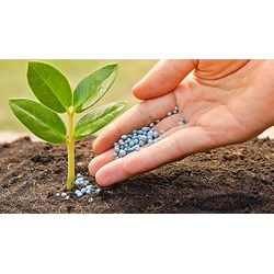 Phân đạm là gì? Các tác dụng của phân đạm đối với cây trồng?