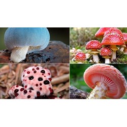 Nhận biết các loại nấm độc gây nguy hiểm