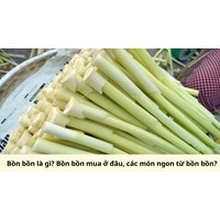 Bồn bồn là gì? Bồn bồn mua ở đâu, các món ngon từ bồn bồn?
