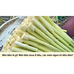 Bồn bồn là gì? Bồn bồn mua ở đâu, các món ngon từ bồn bồn?