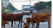 Để vật nuôi trâu bò thả rông gây ảnh hưởng đến an toàn cho người tham gia giao thông và gây mất vệ sinh bị xử lý ra sao?