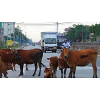 Để vật nuôi trâu bò thả rông gây ảnh hưởng đến an toàn cho người tham gia giao thông và gây mất vệ sinh bị xử lý ra sao?