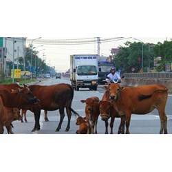Để vật nuôi trâu bò thả rông gây ảnh hưởng đến an toàn cho người tham gia giao thông và gây mất vệ sinh bị xử lý ra sao?