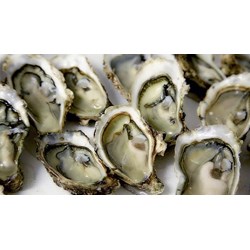 Hướng dẫn cách chọn mua hàu tươi ngon, nhiều thịt, cách bảo quản hàu sống chuẩn