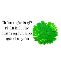 Chùm ngây là gì? Phân biệt cây chùm ngây và bồ ngót đơn giản