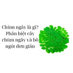 Chùm ngây là gì? Phân biệt cây chùm ngây và bồ ngót đơn giản