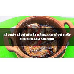 Cá chốt là cá gì?Các món ngon từ cá chốt cho bữa cơm gia đình