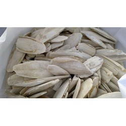 Tác dụng của vị thuốc từ mai mực không phải ai cũng biết