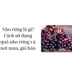 Nho rừng là gì? Cách sử dụng quả nho rừng và nơi mua, giá bán