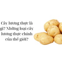 Cây lương thực là gì? Những loại cây lương thực chính của thế giới?