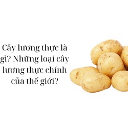 Cây lương thực là gì? Những loại cây lương thực chính của thế giới?