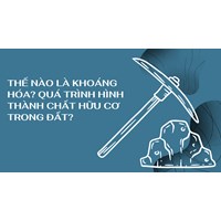 Thế nào là khoáng hóa? Quá trình hình thành chất hữu cơ trong đất?