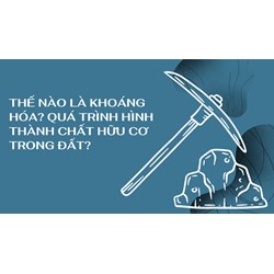 Thế nào là khoáng hóa? Quá trình hình thành chất hữu cơ trong đất?