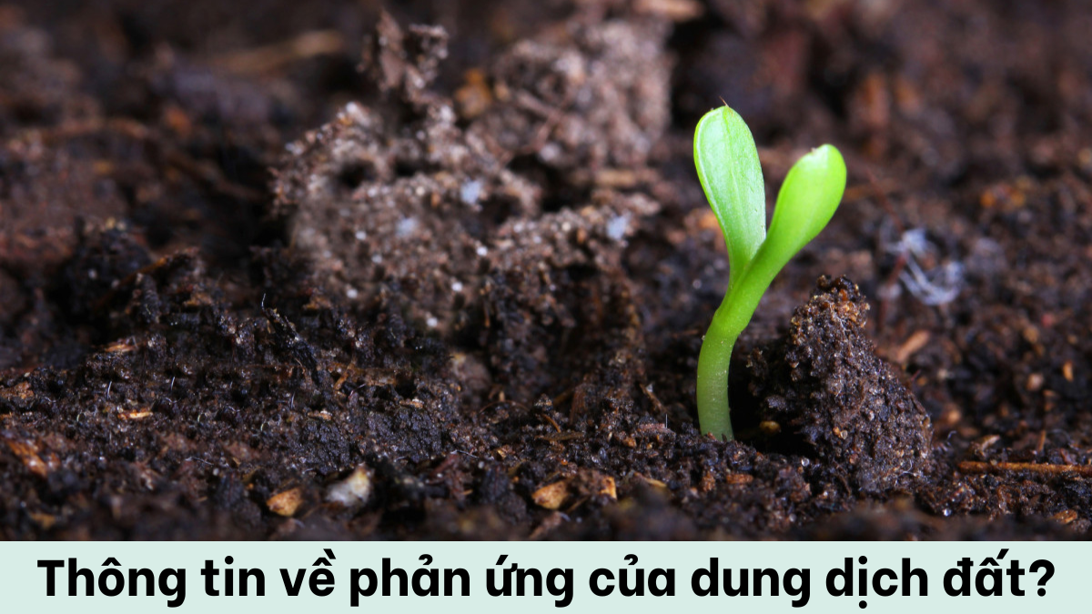 Dung Dịch Đất Là Gì? Khái Niệm, Thành Phần Và Vai Trò Quan Trọng Trong Nông Nghiệp