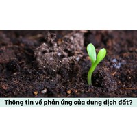 Thông tin về phản ứng của dung dịch đất?