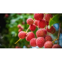 Cách chế biến các món ăn từ vải ngon miệng thanh nhiệt