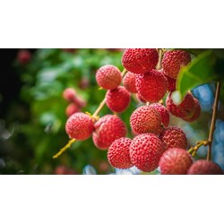 Cách chế biến các món ăn từ vải ngon miệng thanh nhiệt