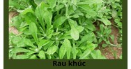 Rau khúc là rau gì? Tìm hiểu về rau khúc