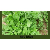 Rau khúc là rau gì? Tìm hiểu về rau khúc
