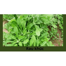 Rau khúc là rau gì? Tìm hiểu về rau khúc