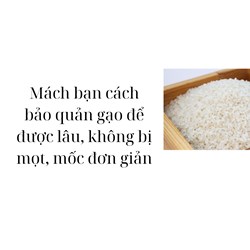 Mách bạn cách bảo quản gạo để được lâu, không bị mọt, mốc đơn giản