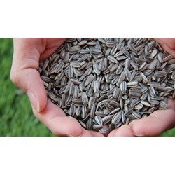Tác dụng của hạt hướng dương đối với sức khỏe như thế nào?