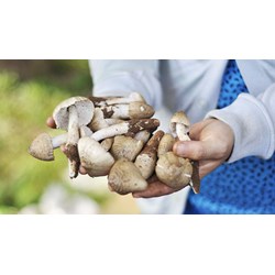 Ăn nấm mối có tác dụng gì đối với sức khoẻ theo dân giản?