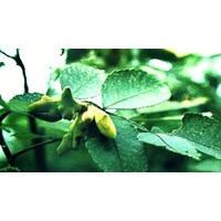 Công dụng của ngũ bội tử theo như kinh nghiệm dân gian