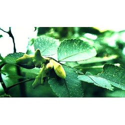 Công dụng của ngũ bội tử theo như kinh nghiệm dân gian