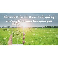 Sản xuất liên kết theo chuỗi giá trị chương trình mục tiêu quốc gia